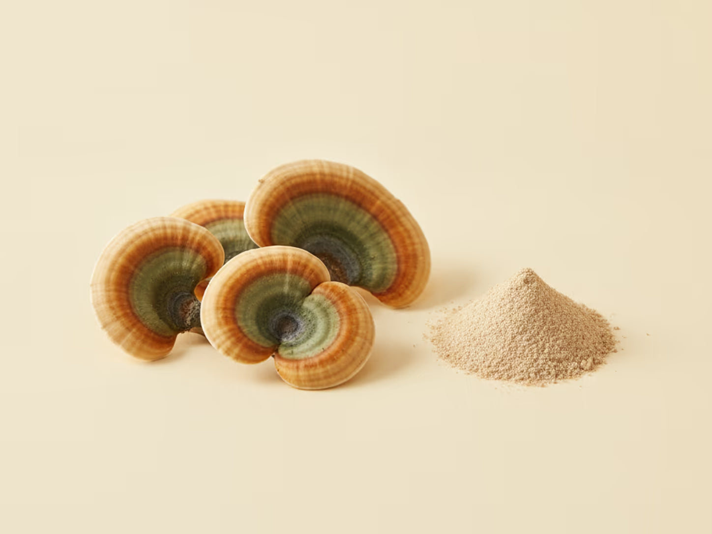 Hongo Turkey Tail y polvo